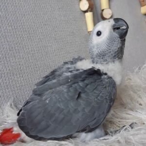 Intelligente Vögel