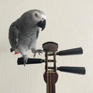 Grau Papagei Kaufen