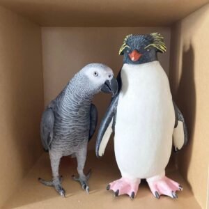 Papageien Kaufen In Der Nähe