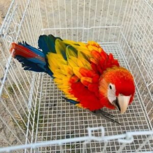 Männlicher Ara-Papagei
