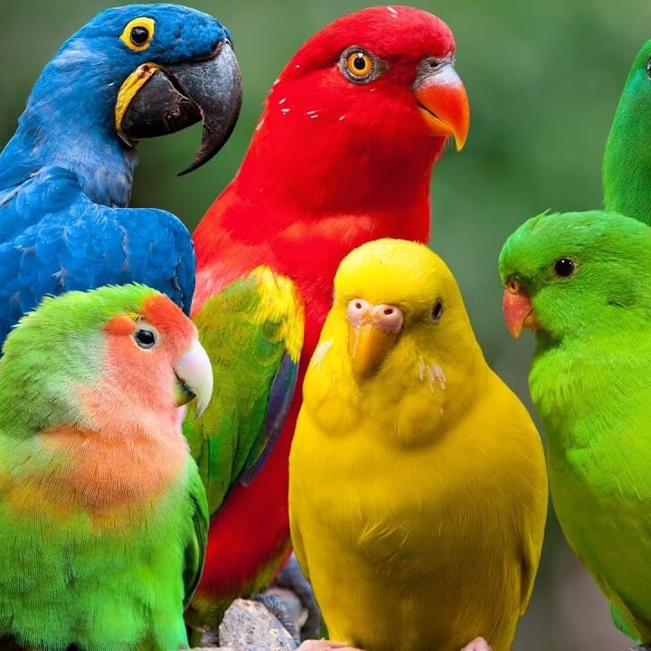 Papageien Paradiese